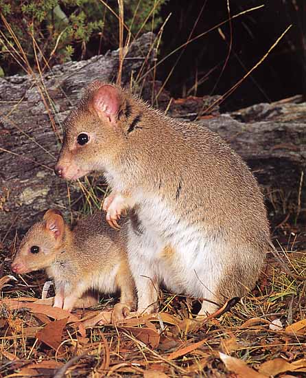 australian+marsupials+betong.jpg