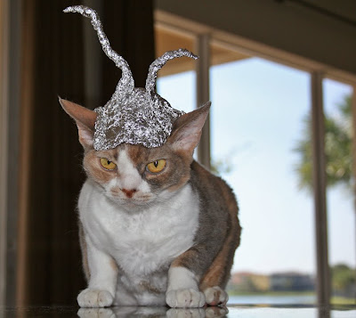 Antenna+cat.jpg