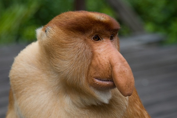 proboscis-monkey.jpg