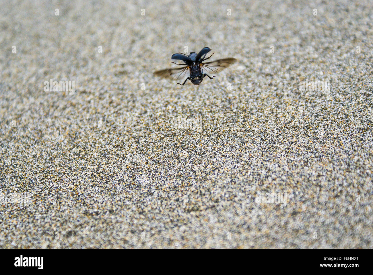 a-black-scarab-beetle-takes-flight-over-sand-FEHNX1.jpg