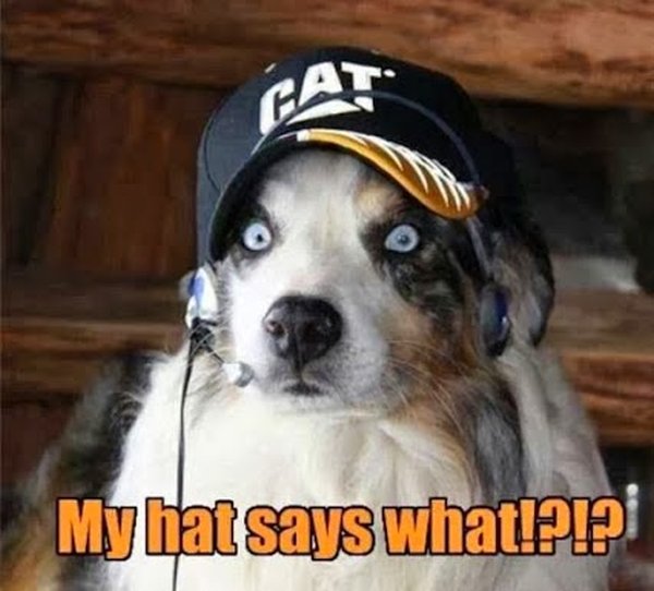 dog-humor-funny-my-hat-says-what.jpg