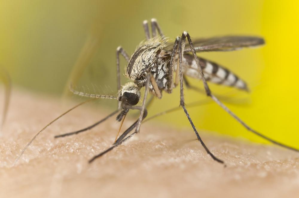 mosquito-on-skin-biting.jpg