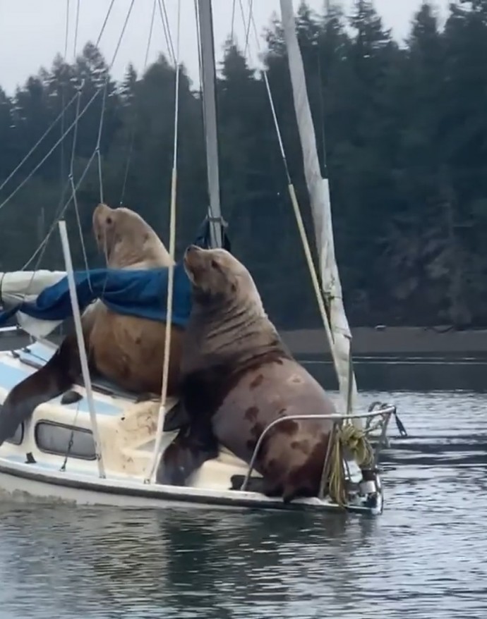 video-of-two-huge-sea-lions-borrowing-someone-else-s-boat-goes-viral-01.jpg