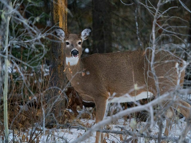 white-tail-deer-winter-getty-640x480.jpg
