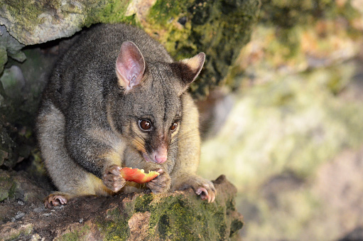 possum-eating-piece-of-apple-picture-id589422108