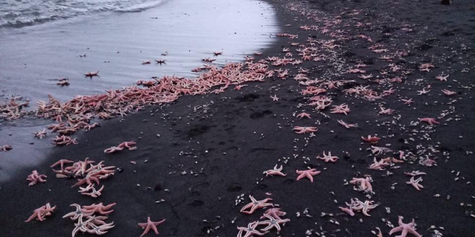 chile-dead-sea-stars.jpg