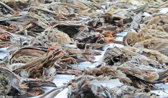 dead-birds-india-sri-lanka.jpg