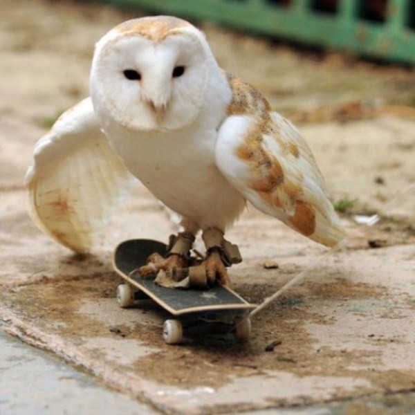 funny-animal-3-owl-skateboard.jpg