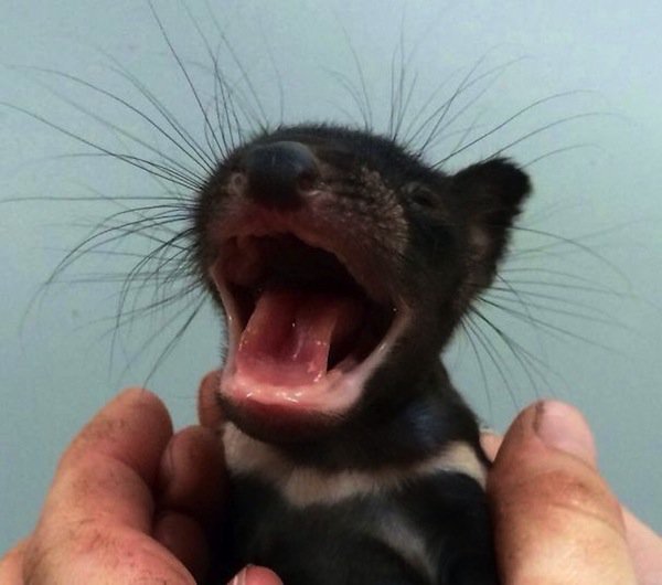 baby-tasmanian-devil.jpg