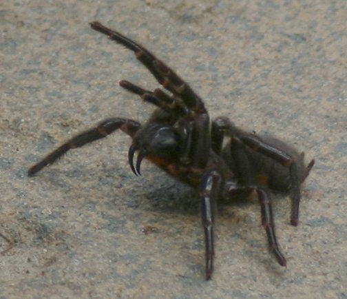sydney-funnel-web-spider.jpg