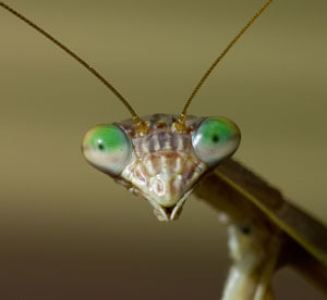 Praying-Mantis-eyes.jpg