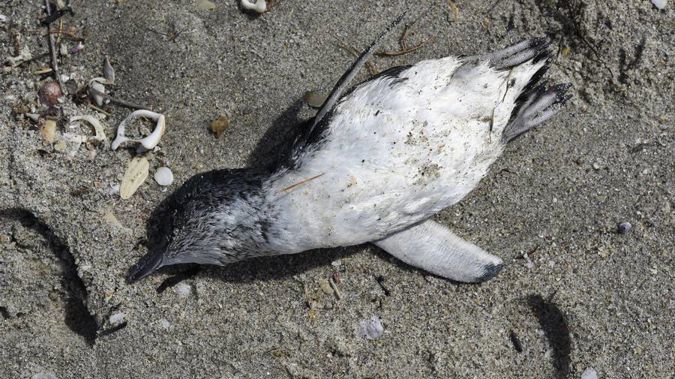 dead-penguin-nzherald.jpg