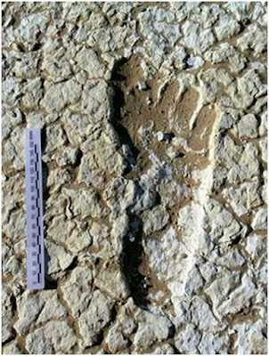 footprint11.jpg