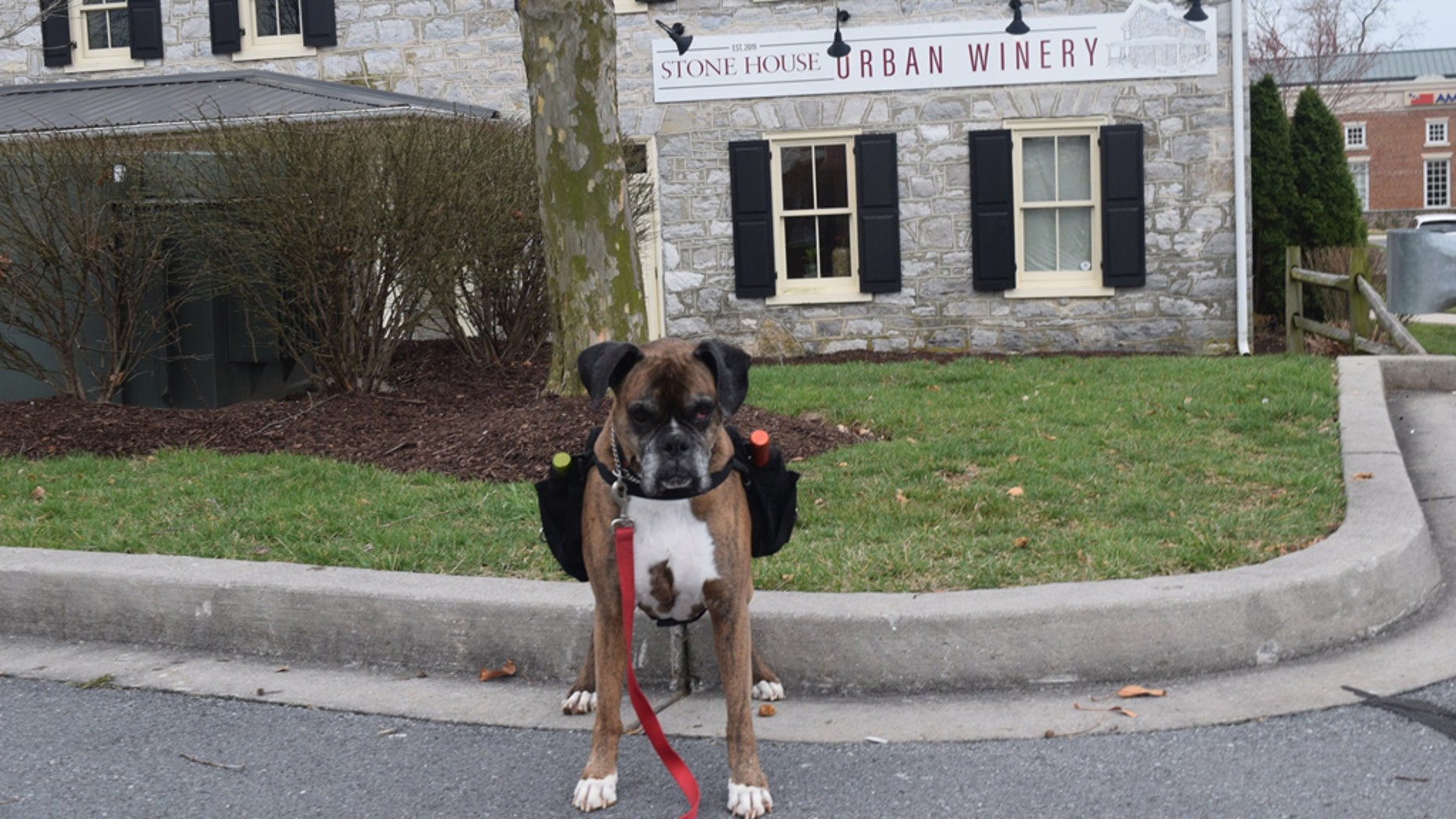 winery-dog-1-Stone-House-Urban-Winery.jpg