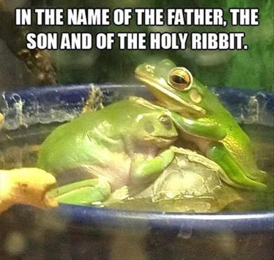 funny-frogs.jpg