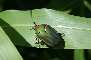 Figure-1.-Green-June-beetle-adult-Author-Raymond-Cloyd-KSU-ttbb9p.jpg