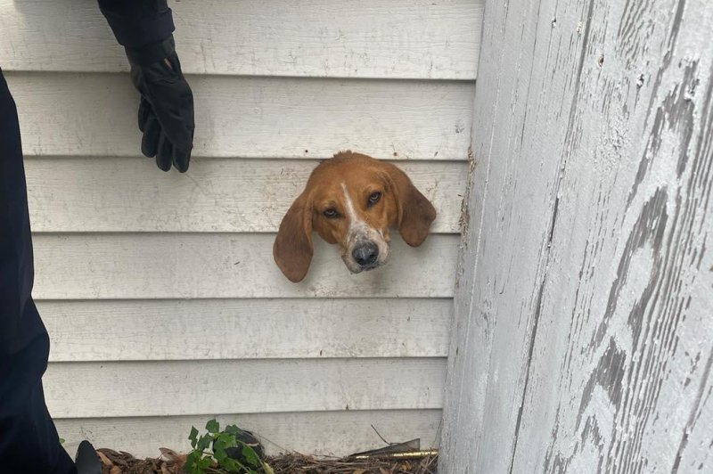 A dog named Spike was rescued after getting his head stuck in a dryer vent at his owner's home. Photo courtesy of the Sumter Police Department/Facebook