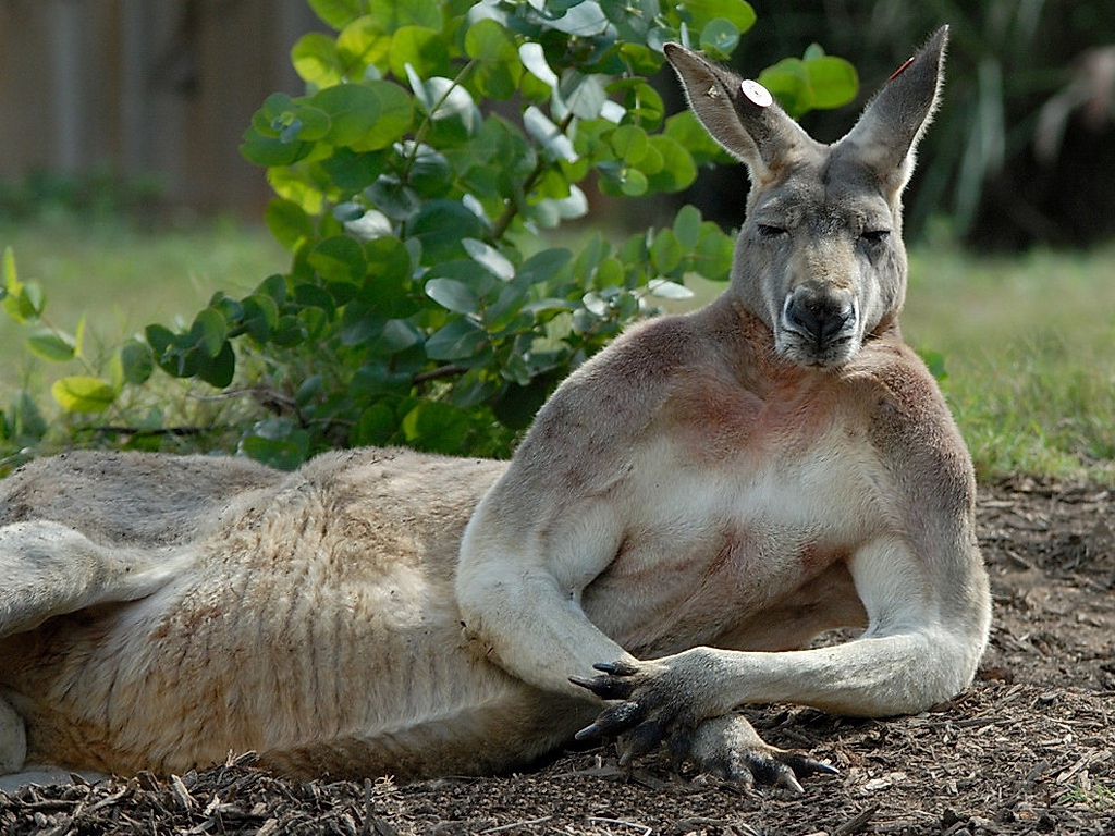 kangaroo-australia-32220270-1024-7681.jpg