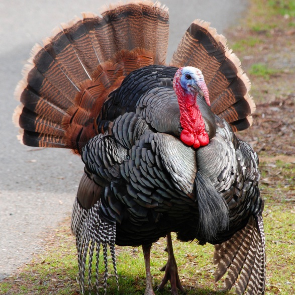 Wild-Turkey-strut.jpg