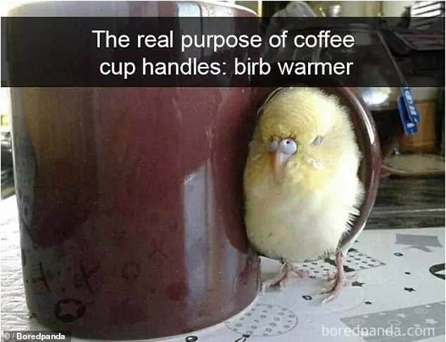 13444328-7023951-Mug_shot_This_adorable_baby_chick_gave_a_whole_new_meaning_to_th-a-60_1557762360700.jpg