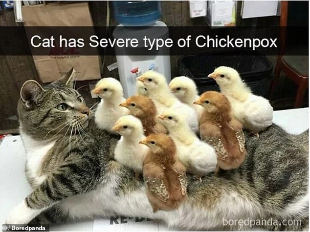 13445004-7023951-Chicken_pox_One_cat_owner_captured_the_moment_her_pet_made_unlik-a-66_1557762373623.jpg