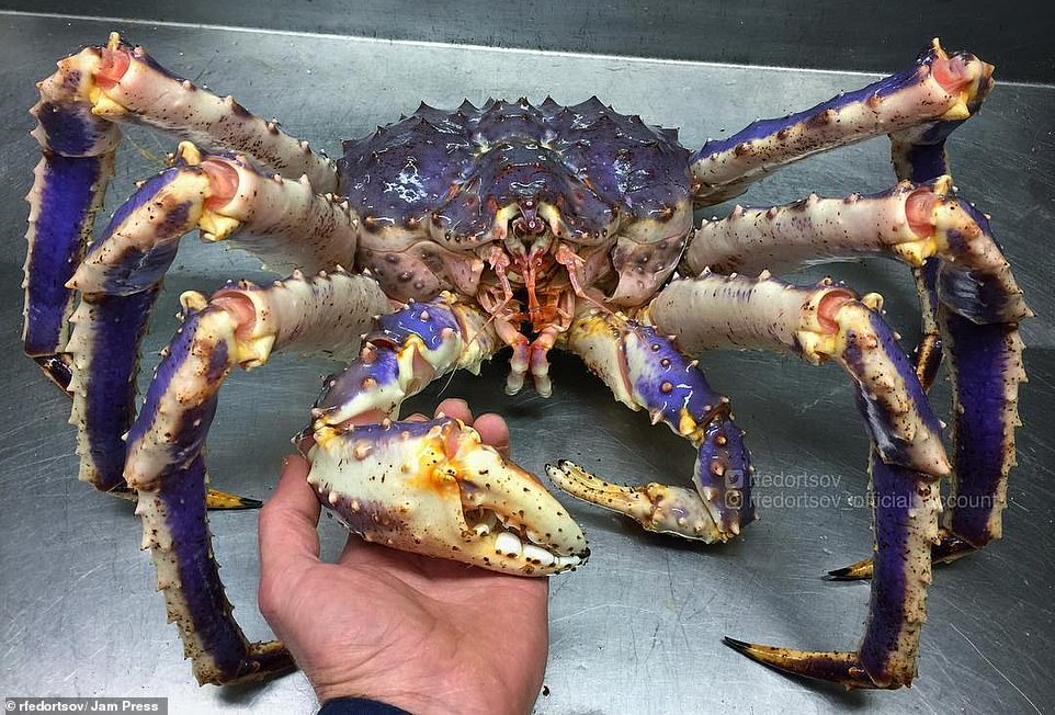 21528382-7730981-King_crab_The_photographer_seems_to_be_shaking_hands_with_this_t-a-89_1574854599470.jpg