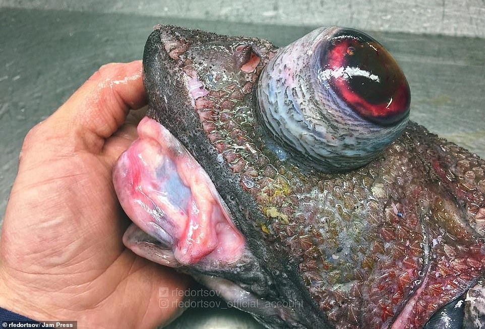 15317186-7730981-A_close_up_view_of_one_of_the_unidentified_bug_eyed_fish_caught_-m-136_1574856054889.jpg