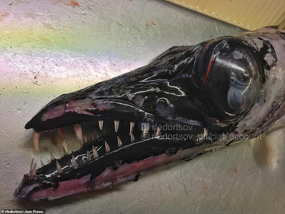 21528350-10266553-Black_scabbardfish_This_jet_black_creature_has_its_mouth_open_sh-a-11_1638439936144.jpg