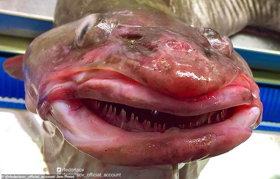 21528366-10266553-This_sea_pike_which_appears_to_be_smiling_as_it_shows_its_teeth_-a-12_1638439936146.jpg