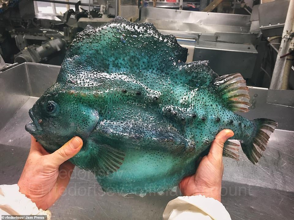 21528378-10266553-This_emerald_green_fish_is_one_of_the_sea_creatures_captured_by_-a-13_1638439936193.jpg