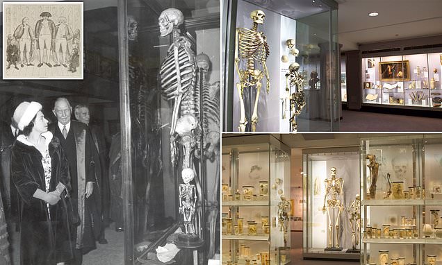 Skeleton of the 'Irish Giant' is removed from London museum