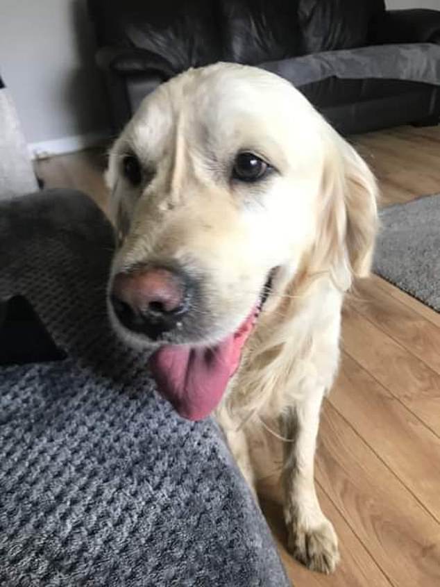Cooper (pictured), a golden retriever, was missing for 27 days as he walked 40 miles north from Dungannon, County Tyrone, to Tobermore, County Londonderry, back to his original owners