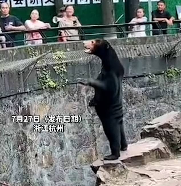 The zoo said a person in a bear suit would have collapsed in the scorching summer heat