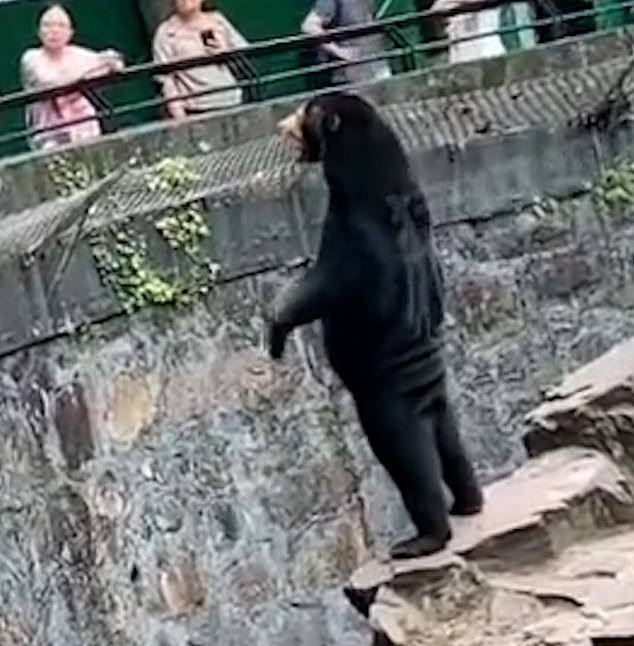 The state-owned zoo responded to allegations the bear (pictured) was a human in a suit
