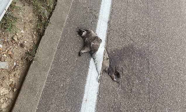 Crashed bandit-coot! Road crew paints a white line over a 'pretty big' dead raccoon on the