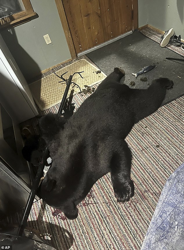 Bolkcom had to gun down the animal after it broke into his Montana home in the early hours of Thursday morning