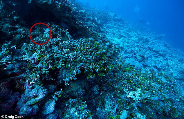 Can you spot the clue to Amelia Earhart's disappearance? Experts have revealed a new image undergoing forensic analysis which they think shows an engine cover buried underwater close to a remote island in the Pacific that could have come from the aviator's plane