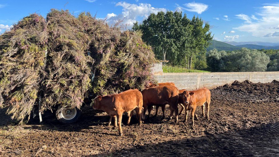 Aida's cows feed in open field