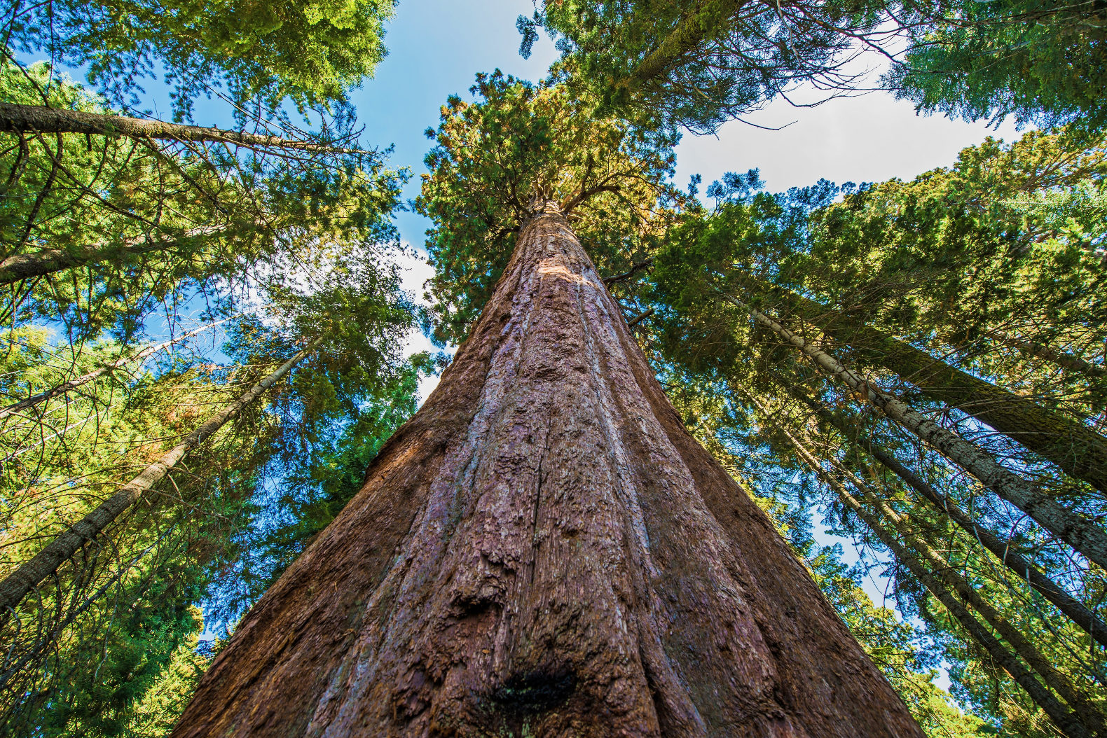 California-Redwood-Sequoia-Tallest-Tree.jpg