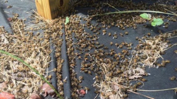 millions-dead-bees-south-carolina-zika-678x381.jpg