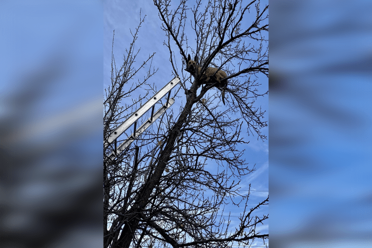 The dog is spotted at the top of the tree before fire crews rescued the canine.