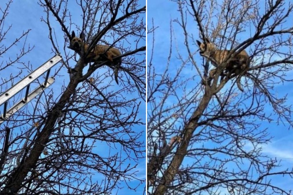 Firefighters had to rescue a dog that got stuck in a tree after chasing a squirrel.