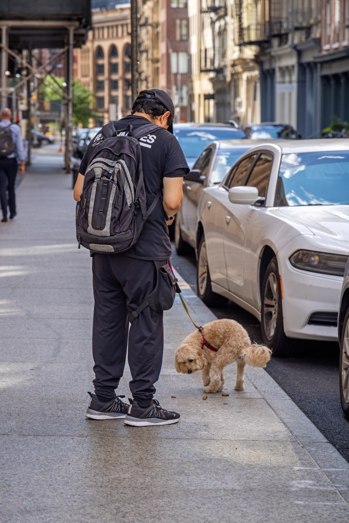 Dog pooping on sidewalk with man wearing backpack.