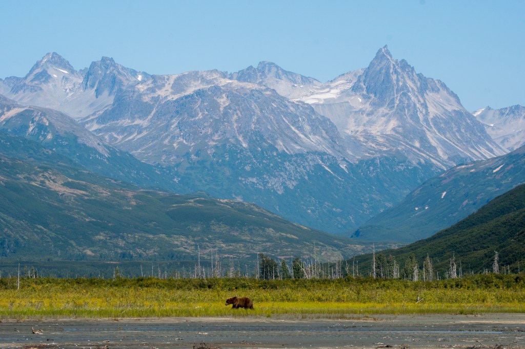 A Brown bear walks through Lake Clark National Park and Preserve in Alaska.