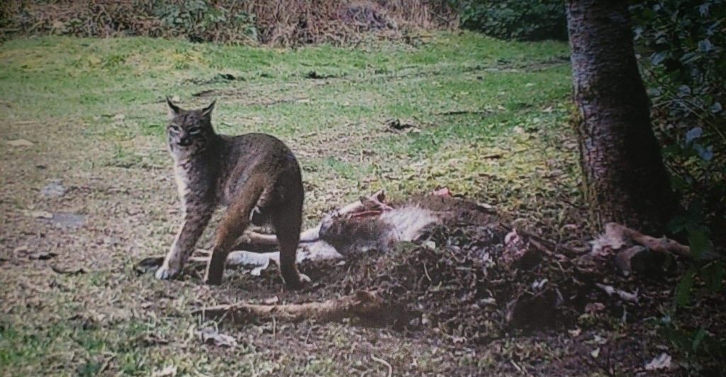 An image of a bobcat snapped by Stanhope's trail camera.
