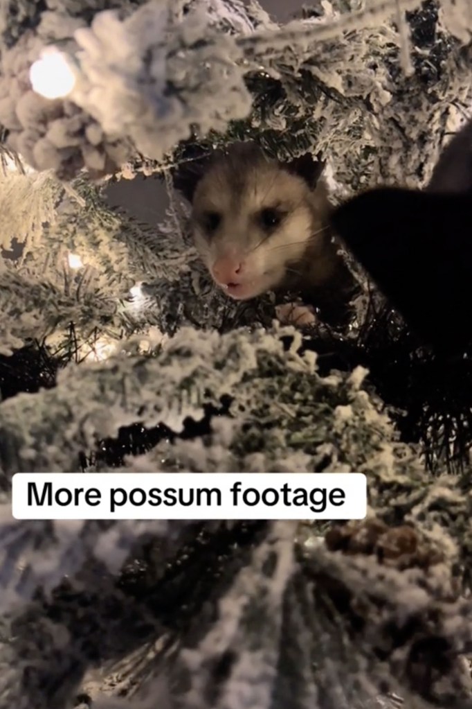 opossum-texas-1-1.jpg