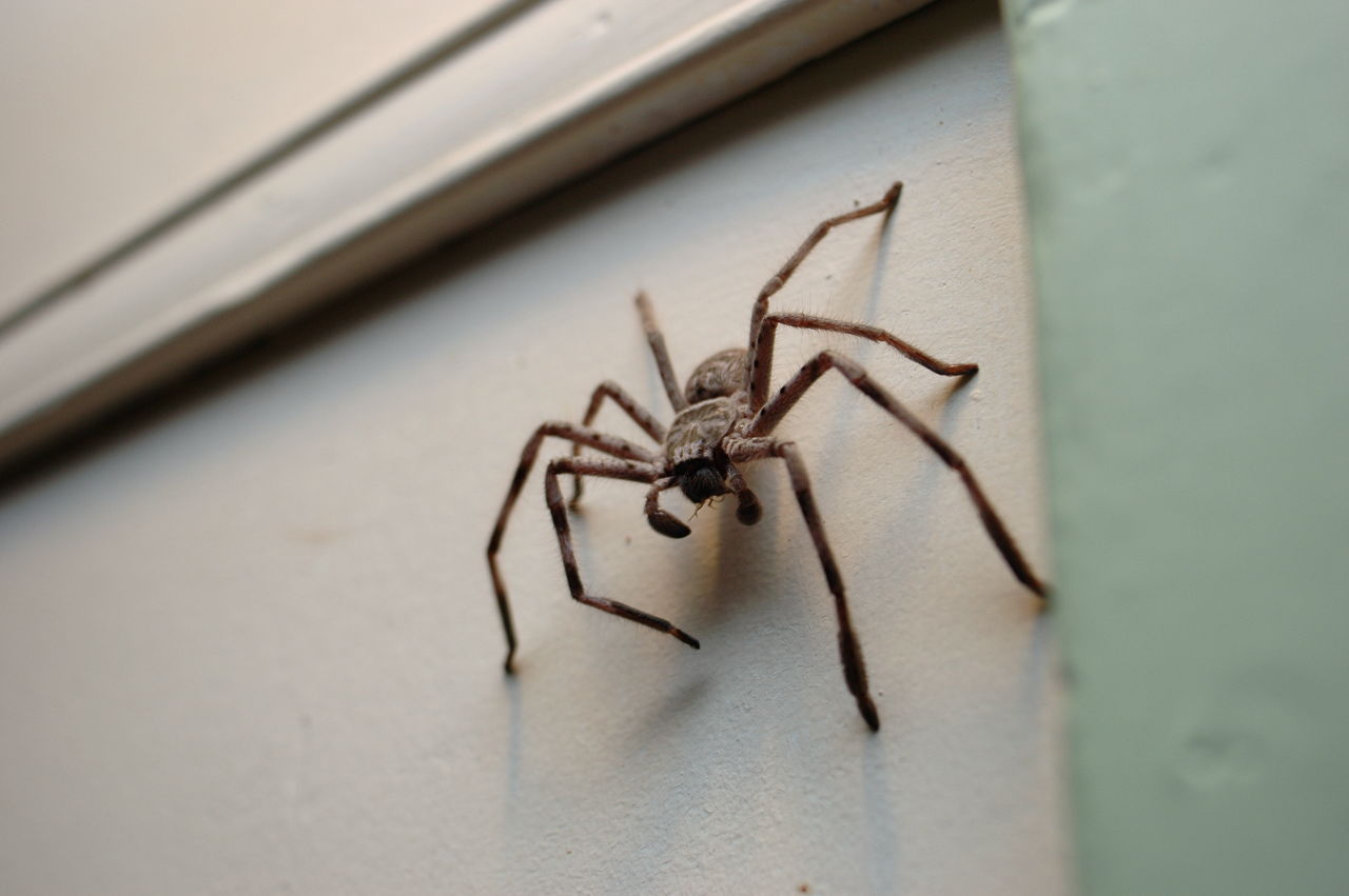 1280-173555695-huntsman-spider.jpg