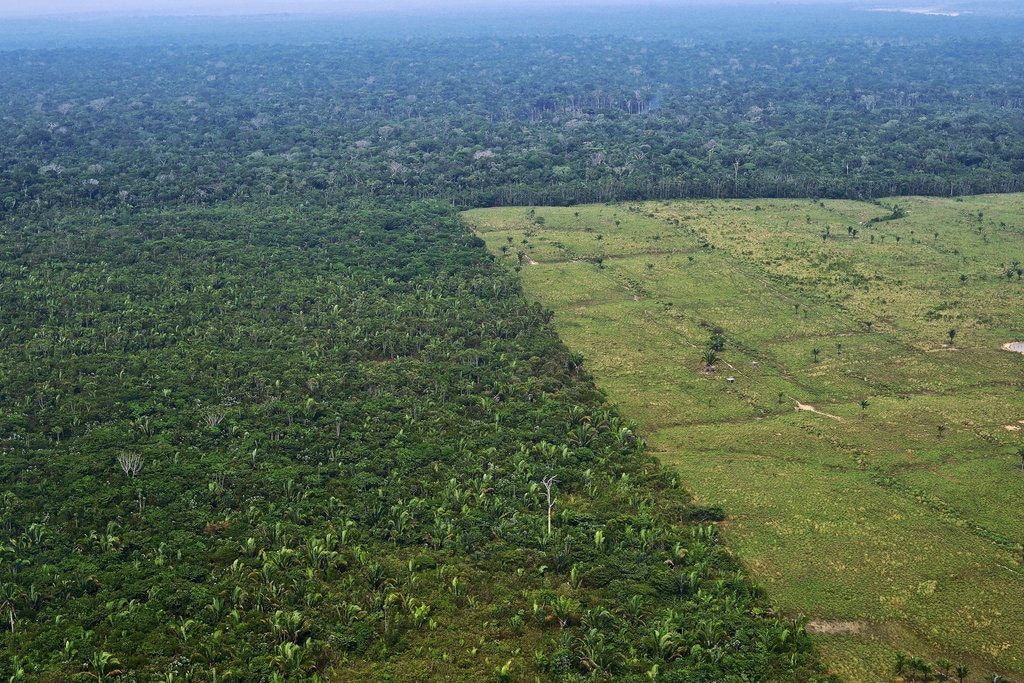 28CLI-FORESTS-brazil-jumbo.jpg
