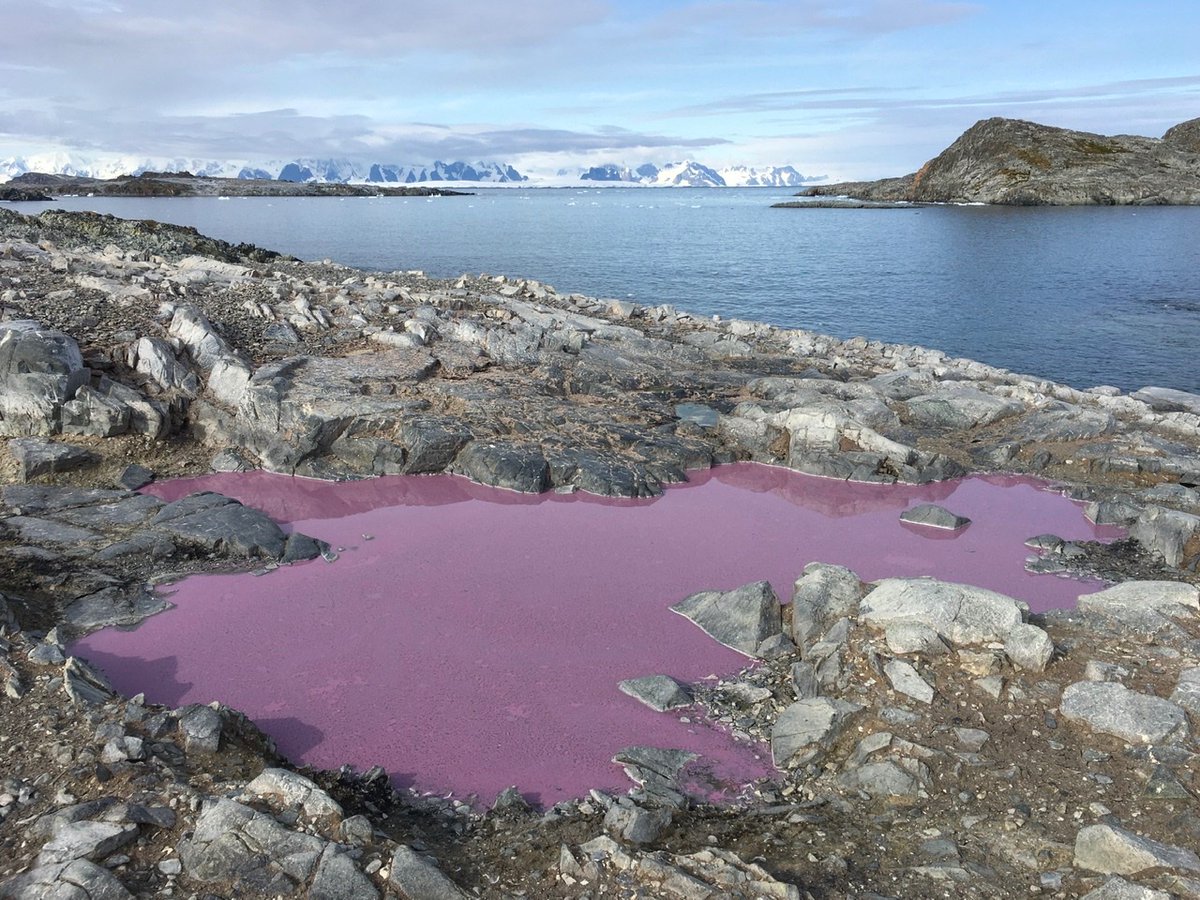 antarctica-pond-turns-purple-mystery.jpg