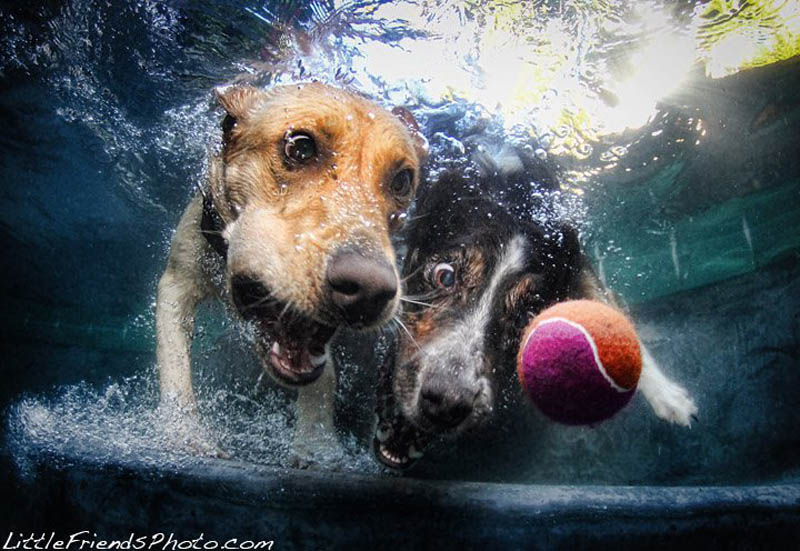 underwater-photos-of-dogs-seth-casteel-9.jpg